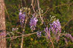 Japanese wisteria